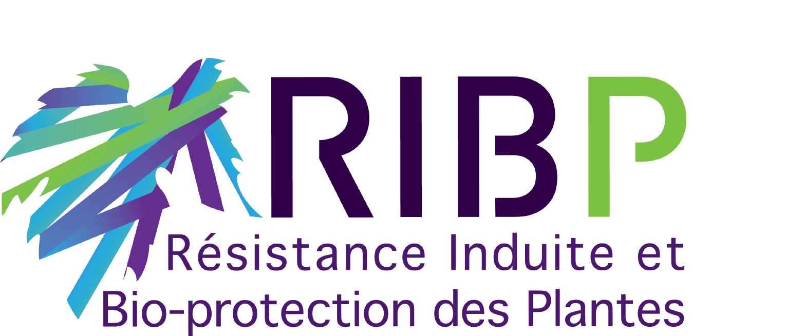 RIBP